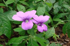 Barleria prattensis